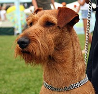 Irsk terrier