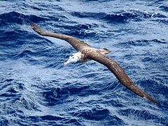 Tristanski albatros (Diomedea dabbenena)