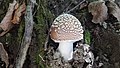 Amanita spissa