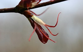 Weibliche Blüten von Cercidiphyllum magnificum