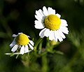 Matricaria chamomilla (bunga piringan)