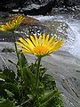 Großblütige Gämswurz (Doronicum grandiflorum)