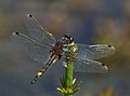 Lápi szitakötő (Leucorrhinia pectoralis) hím