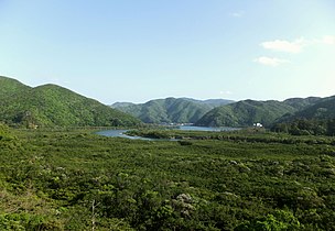 Mangrovemetsää Amamissa