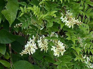 Wisteriopsis japonica in cultivation