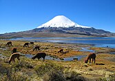 Bofedales in the foreground