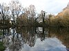 Large tranquil pool with birch trees and scrub at the margin.