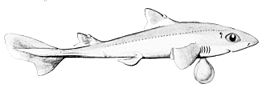 Squalus megalops