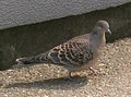 Oriental turtle dove