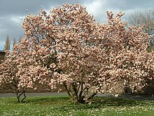 Arbre au port étalé et floraison rose