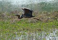 Ardea purpurea in volo, Laguna di Venezia