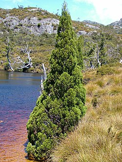 Athrotaxis cupressoides.