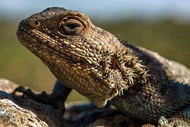 Un lézard au parc national de Belezma, Batna (Algérie).