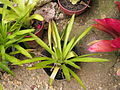 Bromeliad7