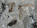 2 fluer og 1 stankelben (diptera)