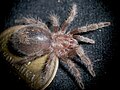 Grammostola Pulchra