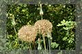 Samenkopf der Haferwurzel (Tragopogon porrifolius) (auch ohne Rahmen)