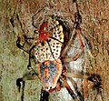 May 11: A pair of Herennia multipuncta spiders.