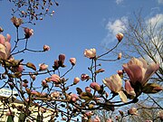 Magnolias bloom in early April on the grounds of the Loring–Greenough House