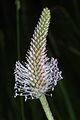 Plantago médhia (bulir))