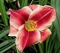 Hemerocallis "Ruby Spice"