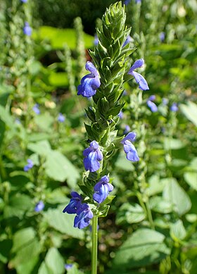 Salvia hispanica Foto: Kenraiz Krzysztof