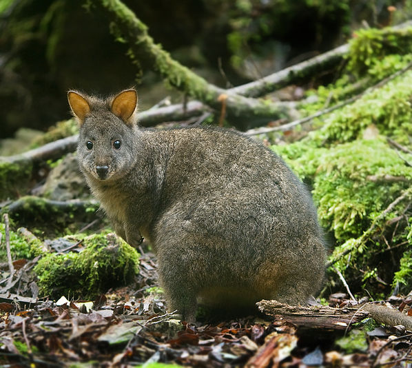 Tasmanian Pademelon