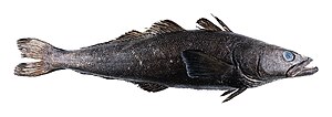 Thumbnail for Patagonian toothfish