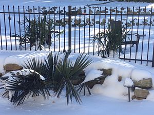 Sabal minor and the needle palm, also from the Southeast, are some of the world's most freeze-hardy palm species.