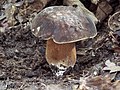 Hřib bronzový Boletus aereus