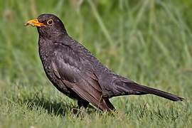 Turdus merula (Passeriformes).