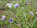 Globularia vulgaris