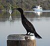 Little Black Cormorant