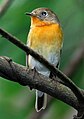 Mugimaki flycatcher