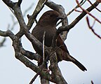 秋に周辺の低山地で越冬するカヤクグリ