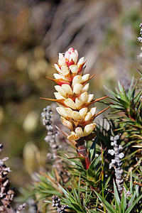 en:Richea scoparia, by JJ Harrison