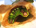 Cocoon cut away to show prepupa stage