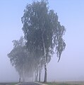 betula aleo en matena nebulo inter Steinheim kaj Kicklingen distrikto Dillingen an der Donau, Germanujo