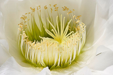 Echinopsis spachiana at Hanakotoba, by Fir0002