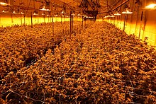 Large indoor growing of cannabis