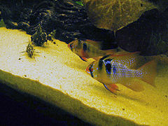 Un couple de ramirezi (Mikrogeophagus ramirezi), mâle devant, femelle derrière. Beaucoup de Cichlidés forment des couples pour se reproduire.