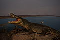 NHMB: twelve-foot crocodile shot at point blank range by Bernard de Watteville on the northern Uaso Nyiro, October 1923[15]