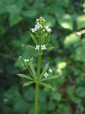 Description de l'image Galium aparine01.jpg.