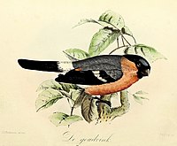 De Goudvink (1860), John Gerrard Keulemans