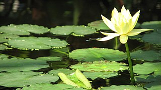 Nymphaea mexicana