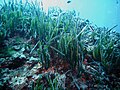 Posidonia oceanica, Portofino