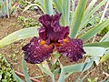 Iris rosso al Concorso per la varietà di fiore più simile a quello dello stemma di Firenze, che si svolge presso il Giardino dell'Iris (Firenze, maggio 2019)