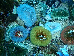 Sandy anemones