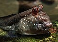 Mudskipper