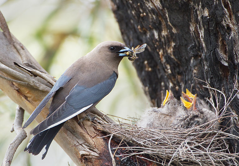 Dusky Woodswallow with chicks